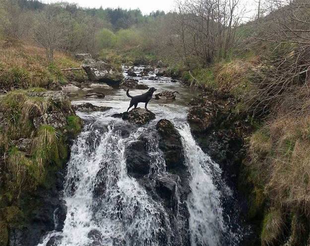 Hafren Forest