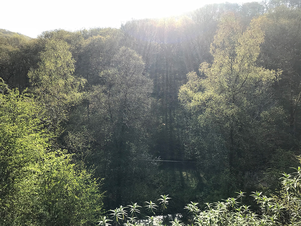 The view of the woods from Cablogin Studio balcony